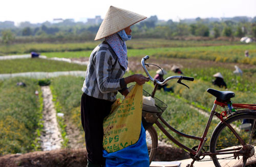 Một chủ ruộng đang gom cúc tươi về sơ chế. Cúc tươi năm nay bán được giá từ 40.000 - 50.000 đồng/kg, loại cúc sấy khô lên đến 300.000 - 400.000 đồng/kg.