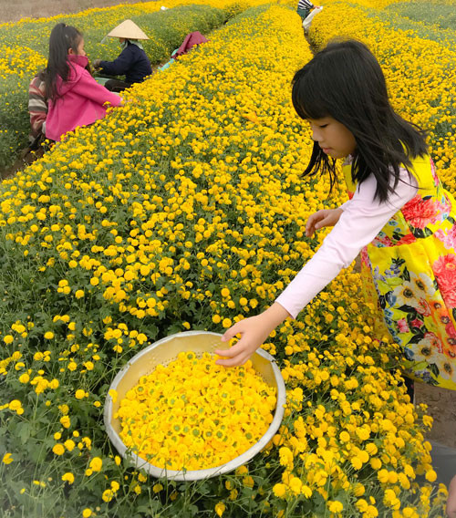 Cánh đồng hoa cúc ở thôn Nghĩa Trai nở rộ những ngày giáp Tết Dương lịch thu hút rất nhiều du khách. Bé Nguyễn Linh Đan (Hoàng Mai, Hà Nội) trải nghiệm hái hoa cúc với những người dân.
