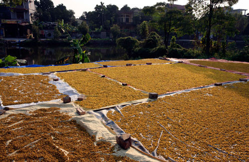 Vào những ngày nắng hoa cúc thu hoạch về được phơi khắp nơi từ xóm ngõ đến sân đình. Sau khi được sấy khô làm trà hoặc hấp diêm sinh làm thuốc, hoa cúc được bán cho các tiệm thuốc hoặc xuất khẩu sang Trung Quốc.