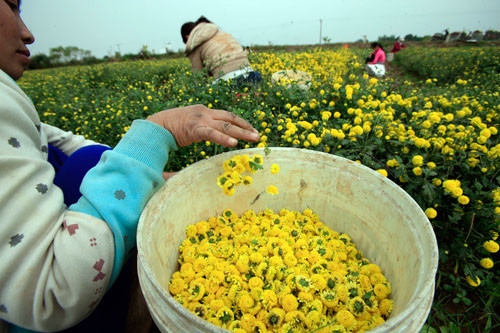 Năm nay thời tiết nắng nhiều, ít mưa, cúc “tiến vua” được mùa hoa nên cây cao lớn, bông nở vàng óng đẹp. Mùa thu hoạch cúc “tiến vua” chỉ kéo dài khoảng 20 ngày bởi hoa cúc nở rất nhanh, không thu hái kịp thời hoa sẽ bị đen, bông nhẹ hơn và khi sơ chế sản phẩm màu sẽ không đẹp.