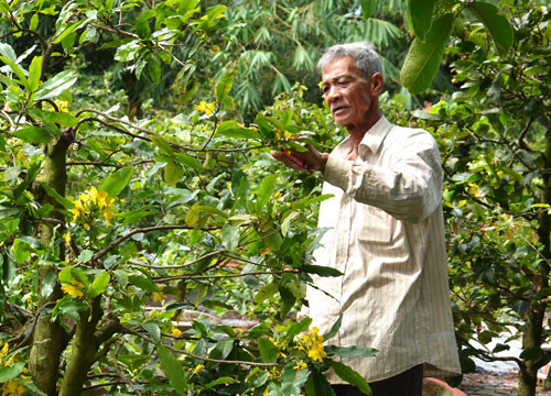 Lão nông Dương Văn Dóc chăm sóc mai chuẩn bị bán Tết. Ảnh: T.T.Đ