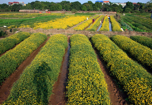 Cúc chi được trồng hằng năm từ tháng 6 bằng phương pháp giâm cành và thường nở sau Tết Dương lịch. Năm nay do nhuận 2 tháng 6 âm nên hoa cúc nở sớm hơn. Màu vàng trải dài ngút ngàn của hoa cúc "tiến vua" đang vào mùa thu hoạch trên cánh đồng thôn Nghĩa Trai.
