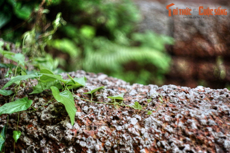 So với các loại đá tự nhiên khác như đá xanh, đá hoa cương thì đá ong nhẹ và giòn hơn vì kết cấu xốp. Tuy nhiên, có thêm đặc tính dẻo và độ co giãn thấp nên đá ong vẫn có độ bền cao, chống chọi tốt với mọi loại hình thời tiết.