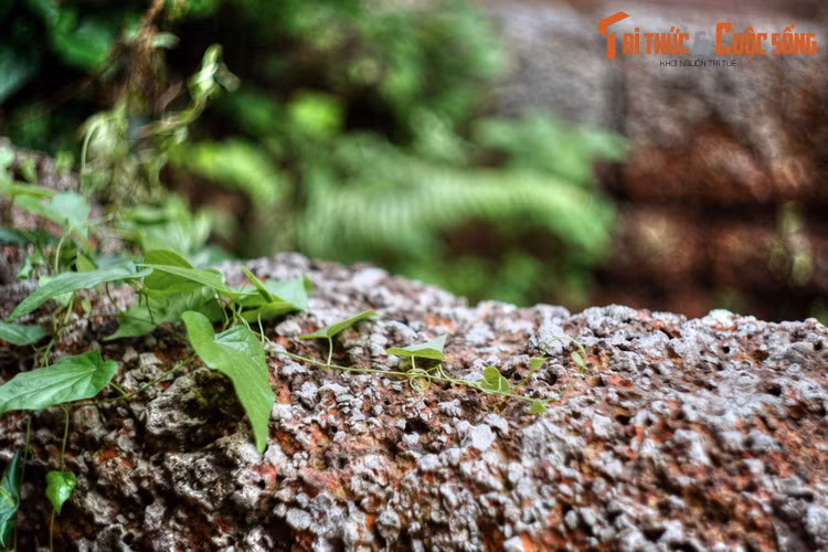 So với các loại đá tự nhiên khác như đá xanh, đá hoa cương thì đá ong nhẹ và giòn hơn vì kết cấu xốp. Tuy nhiên, có thêm đặc tính dẻo và độ co giãn thấp nên đá ong vẫn có độ bền cao, chống chọi tốt với mọi loại hình thời tiết.