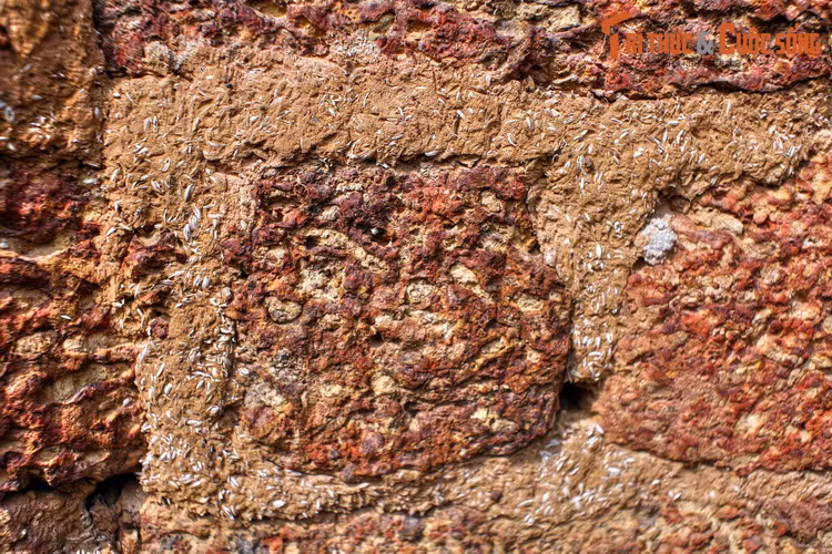 Theo lối xây dựng của người xưa, chỉ cần lấy đất sét, đất mịn hoặc bùn non trộn với trấu để trét mạch đá ong là có thể tạo nên sự vững chắc cho tường nhà. Đến thời hiện đại, cách này vẫn còn được duy trì dù xi măng hay vôi cát được ưa chuộng hơn.