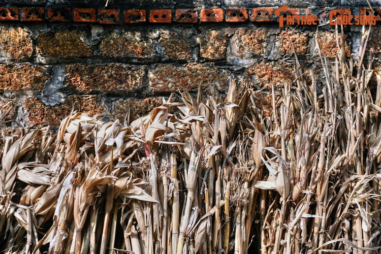 Với khả năng hấp thu nhiệt độ kém và tỏa nhiệt nhanh, những công trình sử dụng đá ong sẽ có không gian mát mẻ vào mùa hè và ấm áp vào mùa đông. So với các loại gạch, đá phổ biến khác, đá ong cũng ít bị ẩm mốc, mọc rêu trơn.