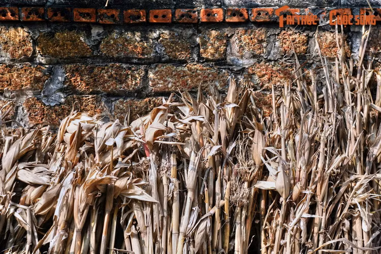 Với khả năng hấp thu nhiệt độ kém và tỏa nhiệt nhanh, những công trình sử dụng đá ong sẽ có không gian mát mẻ vào mùa hè và ấm áp vào mùa đông. So với các loại gạch, đá phổ biến khác, đá ong cũng ít bị ẩm mốc, mọc rêu trơn.