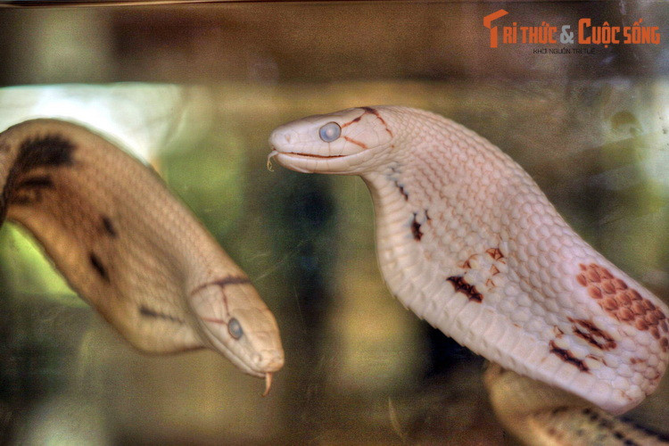 Các tiêu bản rắn ở Bảo tàng được tạo dáng sống động như đang trườn, bò, hay quấn vào phiến đá, cành cây. Những mẫu vật này là minh chứng cho sự đa dạng sinh học hiếm có mà thiên nhiên ban tặng cho Việt Nam.