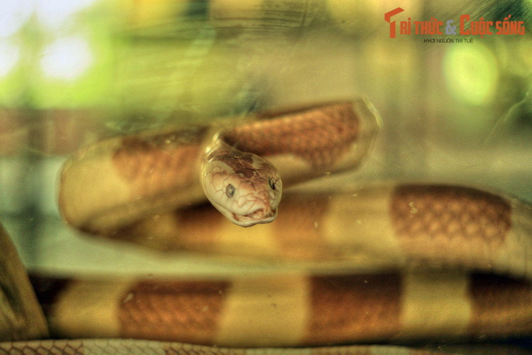 Trong bối cảnh sự tồn tại nhiều loài rắn Việt Nam đang bị đe dọa do tình trạng săt bắn, mất môi trường sống, Bảo tàng Rắn là một điểm đến nhiều ý nghĩa giúp nâng cao nhận thức của mỗi người trong việc bảo tồn loài rắn.