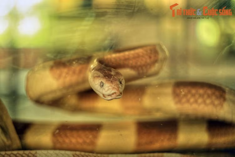 Trong bối cảnh sự tồn tại nhiều loài rắn Việt Nam đang bị đe dọa do tình trạng săt bắn, mất môi trường sống, Bảo tàng Rắn là một điểm đến nhiều ý nghĩa giúp nâng cao nhận thức của mỗi người trong việc bảo tồn loài rắn.