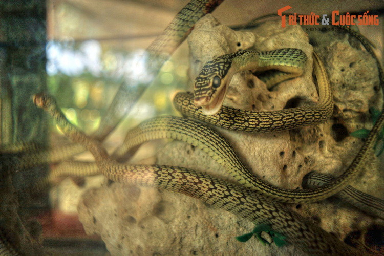 Có thể bắt gặp ở đây mẫu vật của nhiều loài rắn quý hiếm như rắn mai gầm (cạp nong), rắn hổ mèo, rắn hổ ngựa, rắn hổ chúa... Nhiều loài có tên trong Sách Đỏ Việt Nam và thế giới.