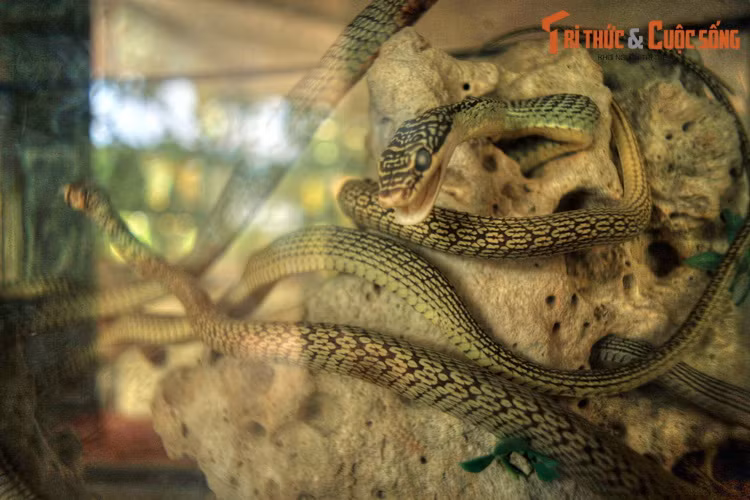 Có thể bắt gặp ở đây mẫu vật của nhiều loài rắn quý hiếm như rắn mai gầm (cạp nong), rắn hổ mèo, rắn hổ ngựa, rắn hổ chúa... Nhiều loài có tên trong Sách Đỏ Việt Nam và thế giới.