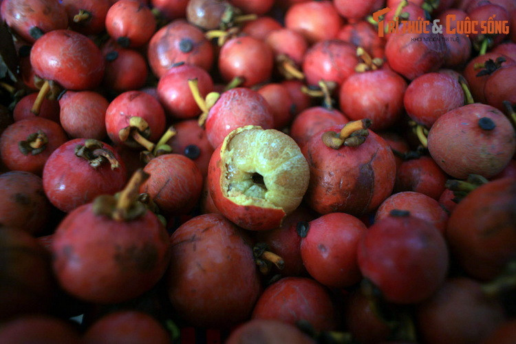 Trái bứa được bán ở khu vực chùa Sư Muôn, Phú Quốc. Cây bứa (Garcinia oliveri) là họ hàng gần của cây măng cụt, được ghi nhận ở Lào, Thái Lam, Campuchia và Việt Nam. Trái bứa trông giống như trái măng cụt thu nhỏ, có vị chua và hột to hơn.