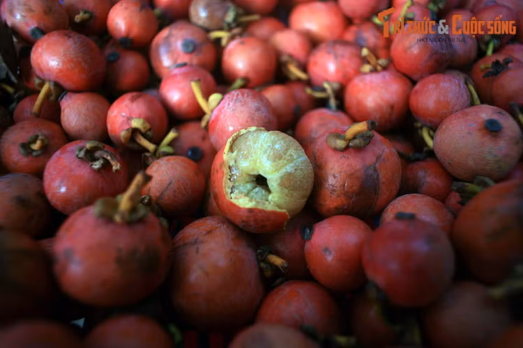 Trái bứa được bán ở khu vực chùa Sư Muôn, Phú Quốc. Cây bứa (Garcinia oliveri) là họ hàng gần của cây măng cụt, được ghi nhận ở Lào, Thái Lam, Campuchia và Việt Nam. Trái bứa trông giống như trái măng cụt thu nhỏ, có vị chua và hột to hơn.