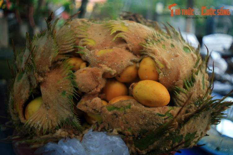 Trái vạn tuế rừng ở chùa Sư Muôn, Phú Quốc. Cây vạn tuế (Cycas revoluta) là loài thực vật không hoa cổ sơ, xuất hiện ở Đông và Đông Nam châu Á. Trái vạn tuế có độc, không ăn được mà chỉ dùng dể làm thuốc.