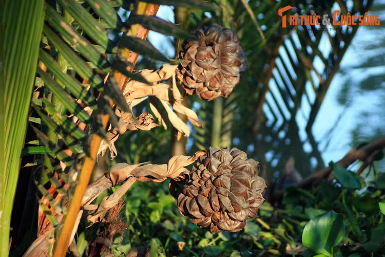 Trái dừa nước bên bờ rạch Cát ở quận 9, TP HCM. Dừa nước (Nypa fruticans) là loài cây họ Cau sinh trưởng tại các vùng đất ngập nước tại miền Nam châu Á và Bắc Australia. Trái dừa nước có cùi khá giống trái thốt nốt, được bán dạo tại các thành phố ở miền Nam Việt Nam.