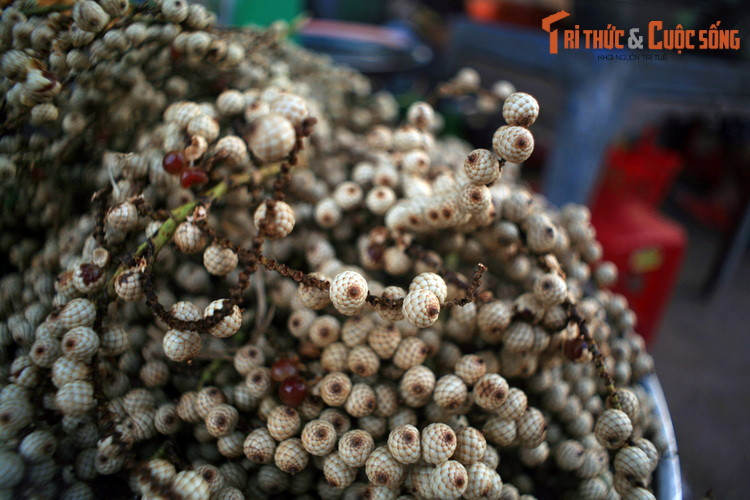 Trái mây rừng ở chợ Dương Đông, Phú Quốc. Mây là tên chung cho một số loài cây họ Cau có quan hệ gần gũi (chủ yếu thuộc chi Calamus) phổ biến ở Đông Nam Á, thường được dùng làm nguyên liệu sản xuất đồ mây tre đan. Trái của chúng có cùi mỏng, vị chua thanh, hơi chát.