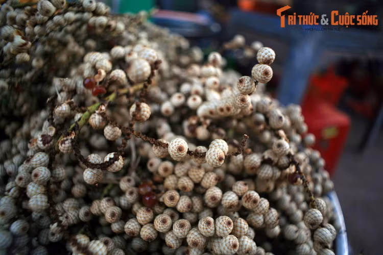 Trái mây rừng ở chợ Dương Đông, Phú Quốc. Mây là tên chung cho một số loài cây họ Cau có quan hệ gần gũi (chủ yếu thuộc chi Calamus) phổ biến ở Đông Nam Á, thường được dùng làm nguyên liệu sản xuất đồ mây tre đan. Trái của chúng có cùi mỏng, vị chua thanh, hơi chát.