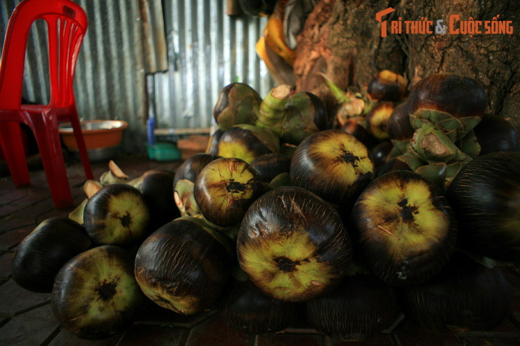  Trái thốt nốt tại khu du lịch Thạch Động, Hà Tiên. Thốt nốt (Borassus flabellifer) cũng là cây họ Cau, mọc nhiều ở các sinh cảnh khô ráo phía Nam châu Á. Trái thốt nốt có cùi màu trắng mọng nước, có thể ăn tươi hoặc dùng chế nước giải khát.