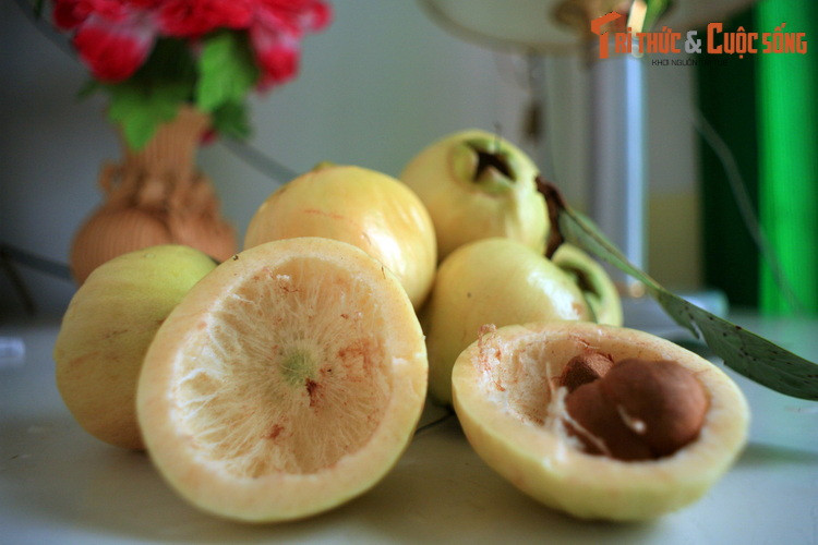 Trái lý được bán dạo trên đường phố Cần Thơ. Cây lý (Syzygium jambos) là thực vật bản địa Đông Nam Á, có quan hệ họ hàng gần gũi với cây roi, hay cây mận theo cách gọi của người miền Nam, So với trái roi, trái lý có vẻ ngoài tròn trịa, vị ngọt hơn.