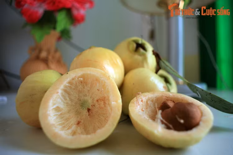 Trái lý được bán dạo trên đường phố Cần Thơ. Cây lý (Syzygium jambos) là thực vật bản địa Đông Nam Á, có quan hệ họ hàng gần gũi với cây roi, hay cây mận theo cách gọi của người miền Nam, So với trái roi, trái lý có vẻ ngoài tròn trịa, vị ngọt hơn.