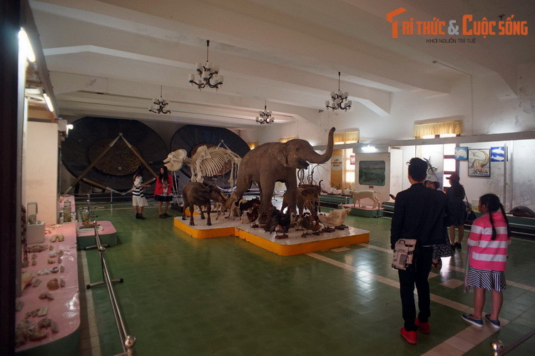 Ngày nay Bảo tàng Sinh học có 7 phòng trưng bày và 6 phòng lưu trữ. Nơi đây sở hữu hàng nghìn mẫu vật có ý nghĩa khoa học và kinh tế phổ biến tại khu vực Tây Nguyên, góp phần phục vụ cho việc học tập, nghiên cứu cũng như ngành du lịch của địa phương.