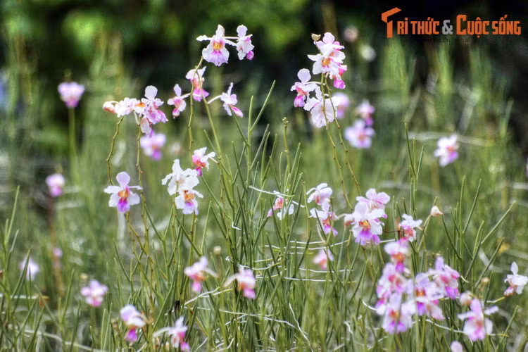 Được trồng ở trung tâm khu vườn lan quốc gia, phong lan Singapore, hay phong lan Vanda Miss Joaquim là "ngôi sao" trong các loài thực vật ở Vườn Bách thảo Singapore. Loài hoa này đã vinh dự được chọn làm quốc hoa của Singapore vào năm 1981.