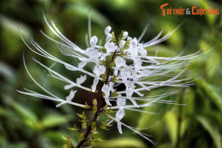 Nơi đây quy tụ hàng nghìn loài thực vật bản địa của khu vực xích đạo Đông Nam Á, cùng như một số loài độc đáo được đưa đến từ nơi khác.