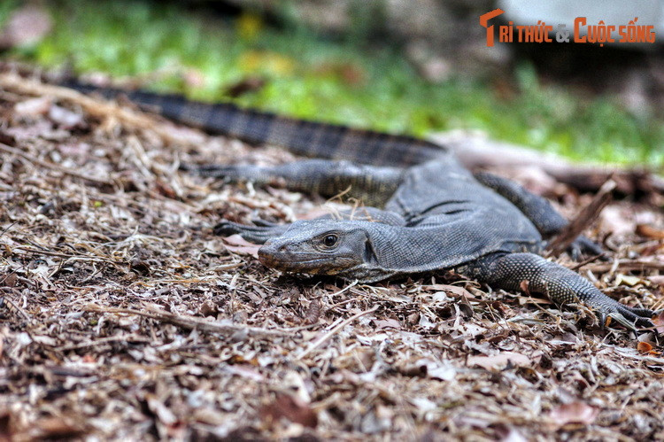 Khu vực gần hồ nước là nơi cư trú của những con kỳ đà to lớn, có vẻ ngoài dữ dằn nhưng hoàn toàn vô hại với con người.