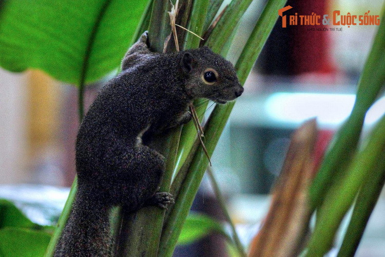 ...Hay loài sóc lanh lợi chuyền từ cành này qua cành khác để kiếm thức ăn, đùa giỡn với nhau.