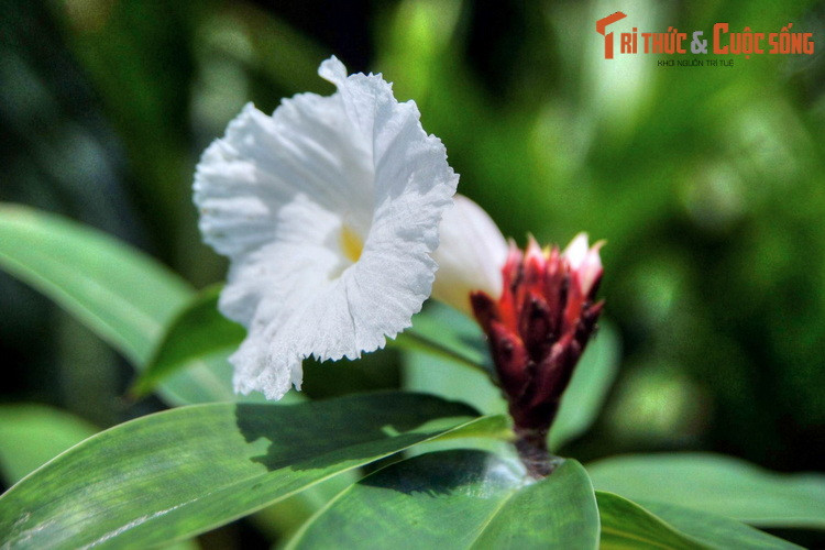 Khu vườn gừng tập hợp hơn 200 loài thực vật họ Gừng, được chia theo các chủ đề như vẻ đẹp, công dụng, hoặc xuất xứ.