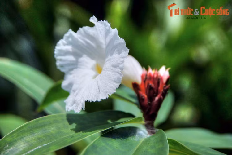 Khu vườn gừng tập hợp hơn 200 loài thực vật họ Gừng, được chia theo các chủ đề như vẻ đẹp, công dụng, hoặc xuất xứ.