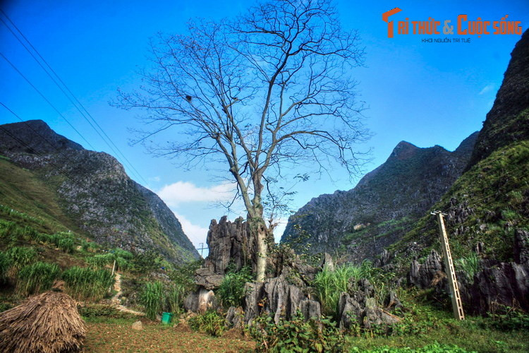 Đây là một cây cổ thụ có đường kính gốc khoảng 0,7 mét, mọc giữa một thung lũng chỉ có đá lởm chởm của cao nguyên đá Đồng Văn.