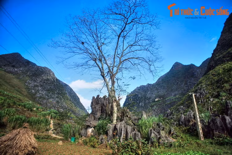 Đây là một cây cổ thụ có đường kính gốc khoảng 0,7 mét, mọc giữa một thung lũng chỉ có đá lởm chởm của cao nguyên đá Đồng Văn.