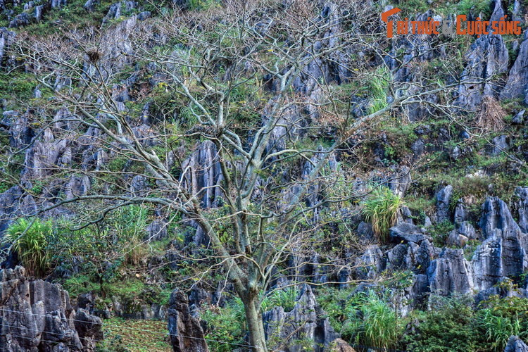 Trên khía cạnh cảnh quan, sự hiện diện của một cây cổ thụ giữa cụm rừng đá đã tạo nên một điểm nhấn cho khu Công viên địa chất toàn cầu được UNESCO công nhận năm 2010.