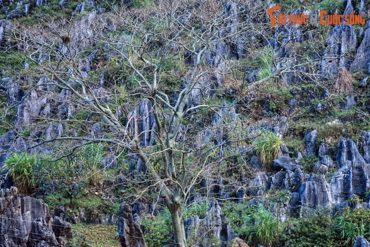 Trên khía cạnh cảnh quan, sự hiện diện của một cây cổ thụ giữa cụm rừng đá đã tạo nên một điểm nhấn cho khu Công viên địa chất toàn cầu được UNESCO công nhận năm 2010.