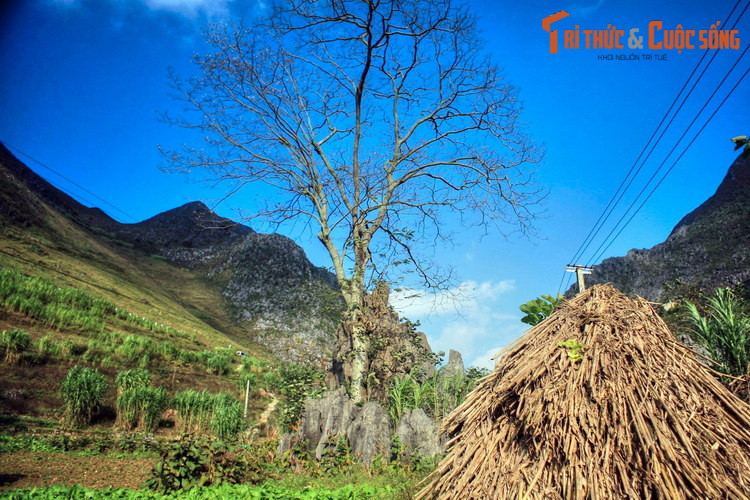 Một số hình ảnh khác về cây thiêng Thài Phìn Tủng ở Đồng Văn.