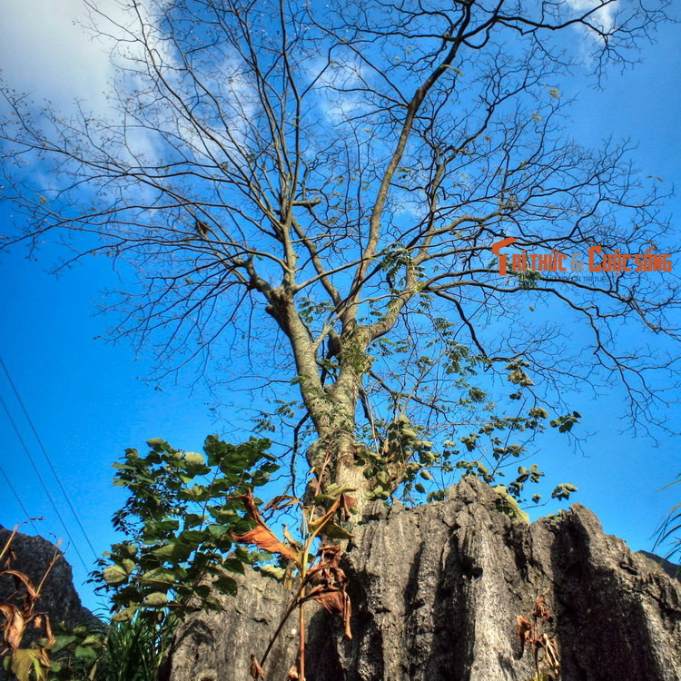 Cứ 12 năm một lần, họ lại tổ chức đại lễ để cầu may và củng cố tinh thần đoàn kết trong dòng họ và cộng đồng.