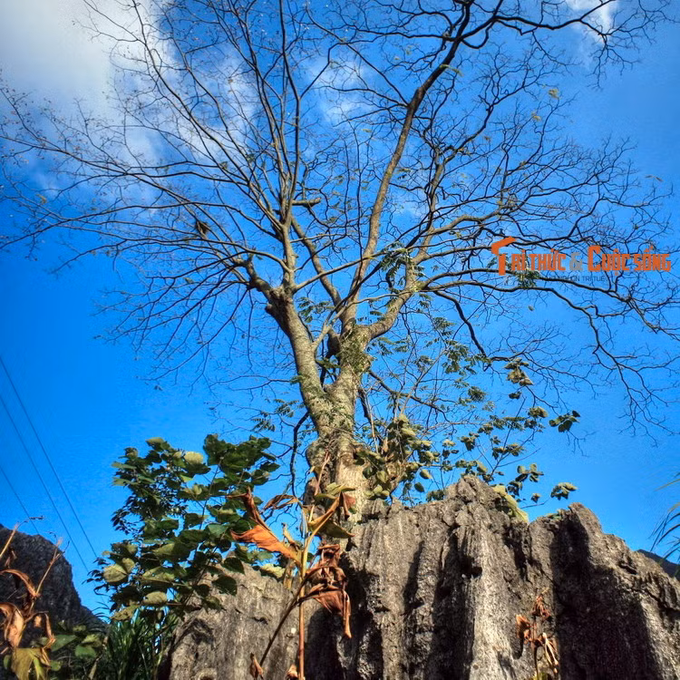 Cứ 12 năm một lần, họ lại tổ chức đại lễ để cầu may và củng cố tinh thần đoàn kết trong dòng họ và cộng đồng.