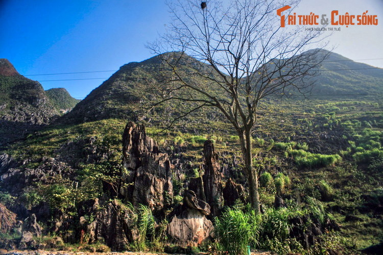 Vào ngày mùng 3 tháng 3 Âm lịch hàng năm, người Mông dòng họ Vàng ở Thài Phìn Tủng sẽ tổ chức lễ cúng thần tại gốc cây thiêng.