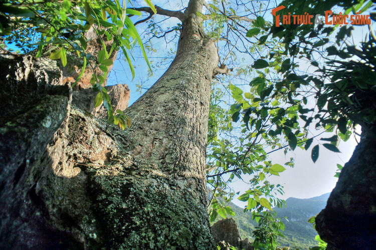 Từ lâu nay, người Mông cư trú trong vùng tin rằng có một vị thần cư ngụ ở gốc cây thiêng. Ngài có khả năng hóa giải tất cả những khổ đau, bất hạnh, đem lại may mắn và hạnh phúc cho con người.
