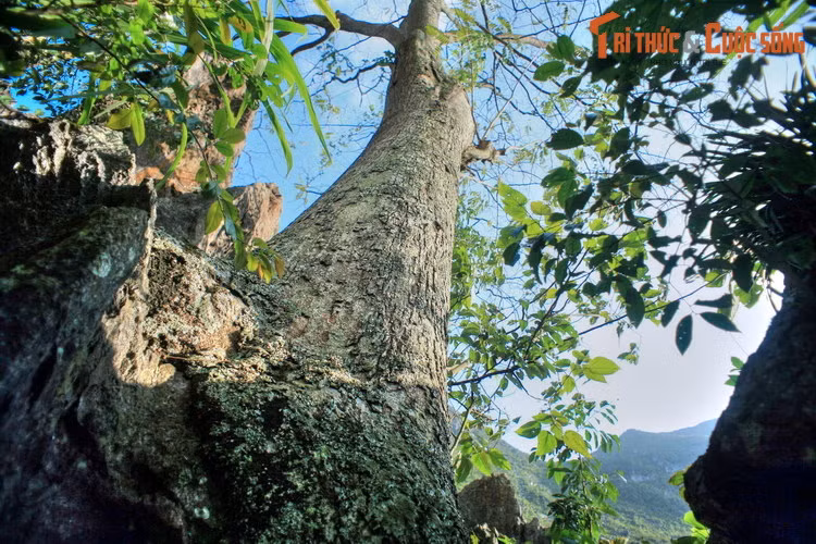 Từ lâu nay, người Mông cư trú trong vùng tin rằng có một vị thần cư ngụ ở gốc cây thiêng. Ngài có khả năng hóa giải tất cả những khổ đau, bất hạnh, đem lại may mắn và hạnh phúc cho con người.