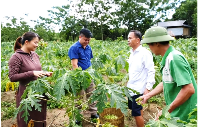 Nông dân đút túi cả triệu đồng mỗi ngày nhờ loại hoa "thần dược" - Hình 2 Nong dan dut tui ca trieu dong moi ngay nho loai hoa