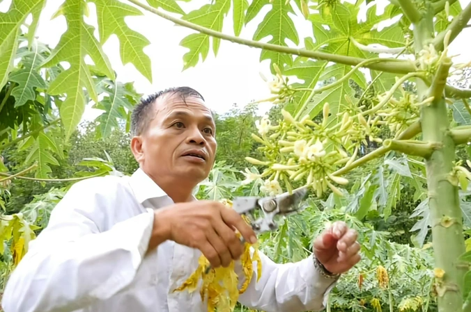 Nông dân đút túi cả triệu đồng mỗi ngày nhờ loại hoa "thần dược" Nong dan dut tui ca trieu dong moi ngay nho loai hoa