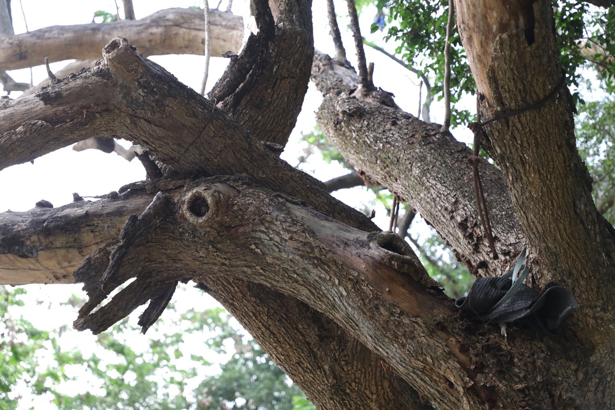 Năm 2019, cây sưa đỏ này đã có dấu hiệu khô héo. Từ đó đến nay cây không phát triển, cành lá khô, gãy, không còn biểu hiện của sự sống.