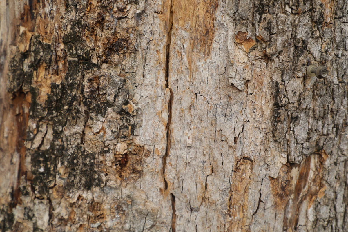 Phần gần gốc cây đã có biểu hiện bị nứt.