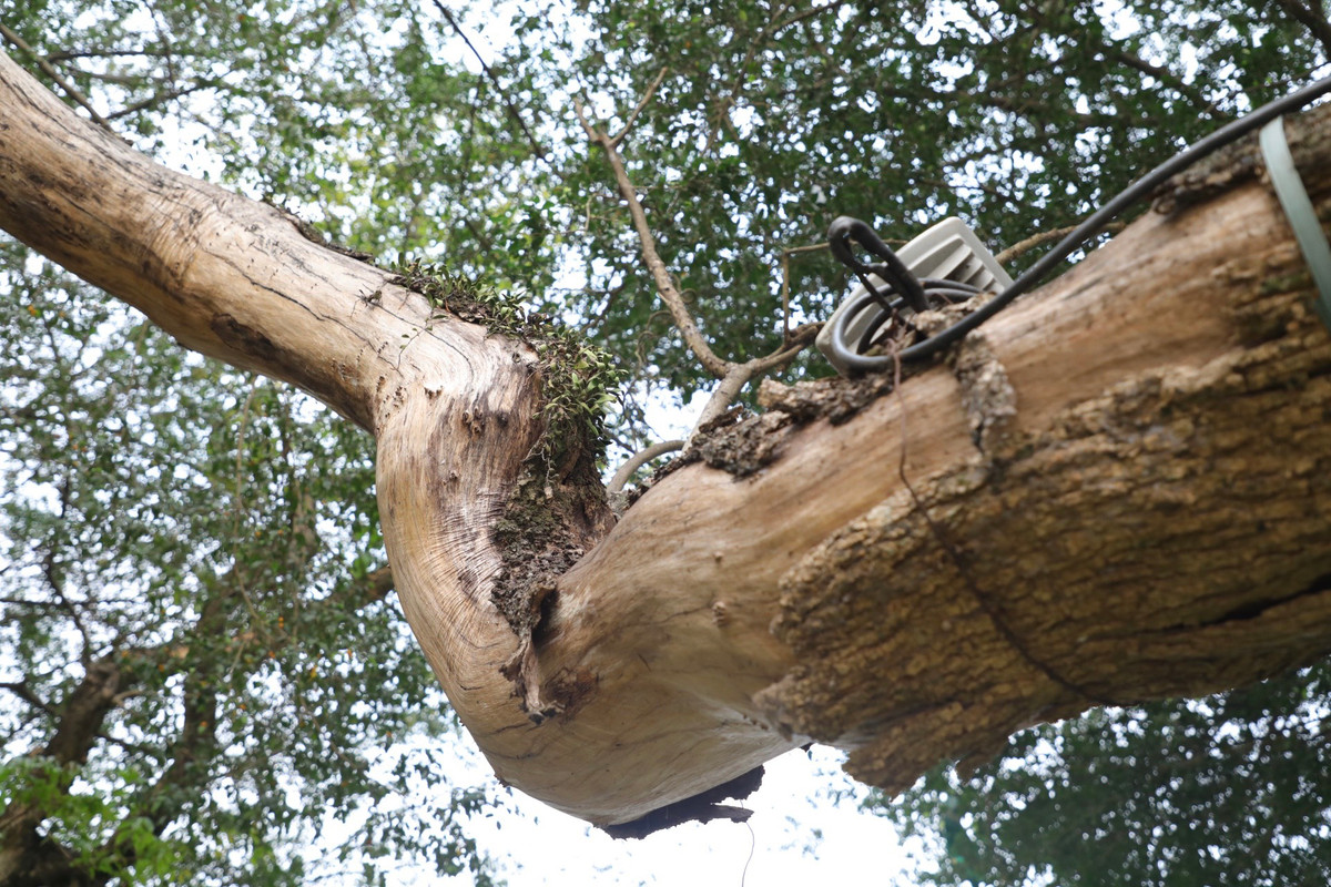 Cây đã bong tróc hết lớp vỏ bên ngoài, để lộ lớp gỗ bên trong đã chết khô, nứt toác.