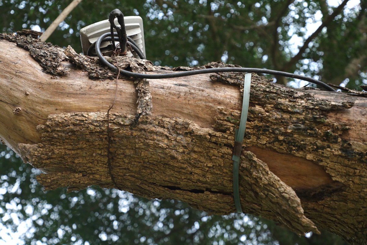 Việc cây gỗ quý chết nằm ở Hồ Gươm không chỉ làm mất mỹ quan đô thị, các cành cây khô có thể rơi bất cứ lúc nào gây nguy hiểm cho người dân và du khách khi qua lại.