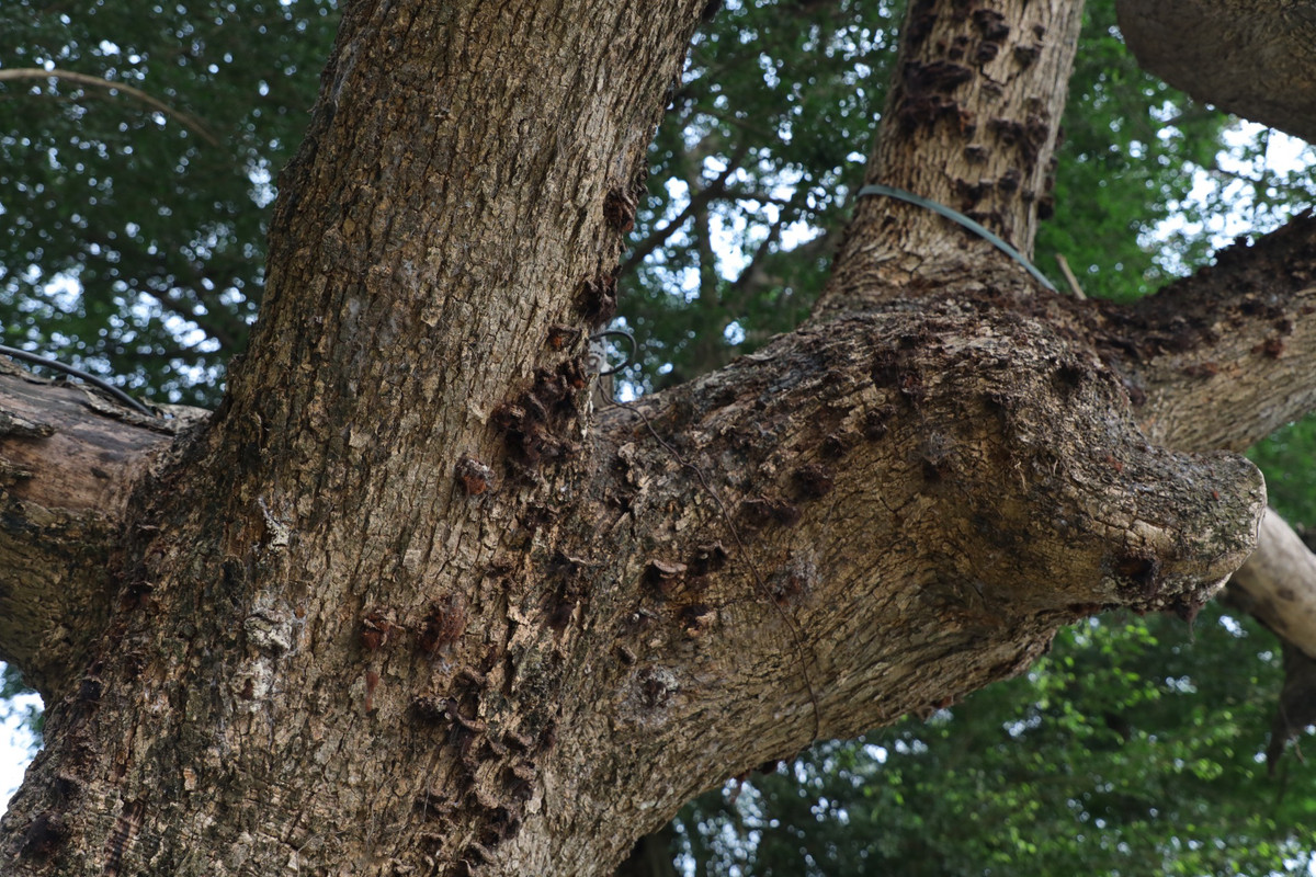 Sưa đỏ là loại cây quý hiếm, được ví quý như vàng. Bởi loại cây này nằm trong danh sách cây gỗ quý thuộc nhóm 1A (nghiêm cấm khai thác, sử dụng vì mục đích thương mại).