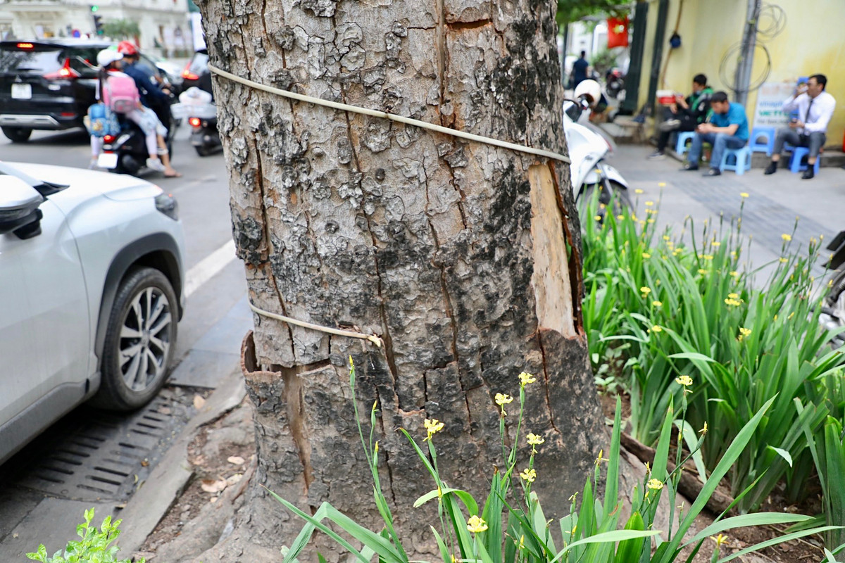 Thân cây đã bong tróc vỏ, vỡ toác, lộ rõ phần gỗ bên trong đã khô héo.